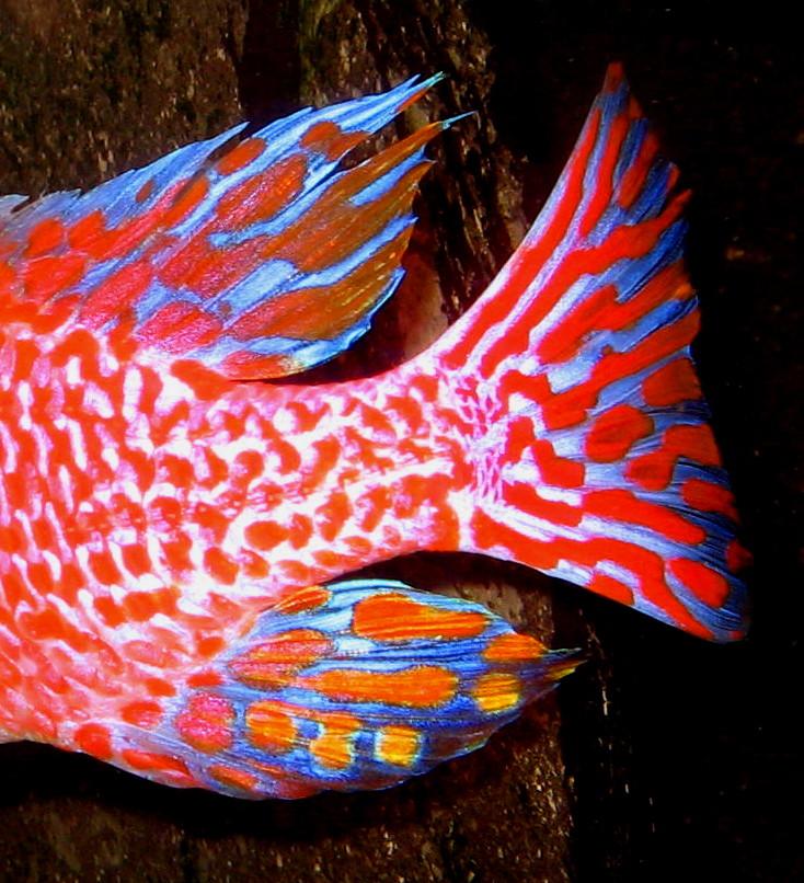 Aulonocara-Seifert-Firefish